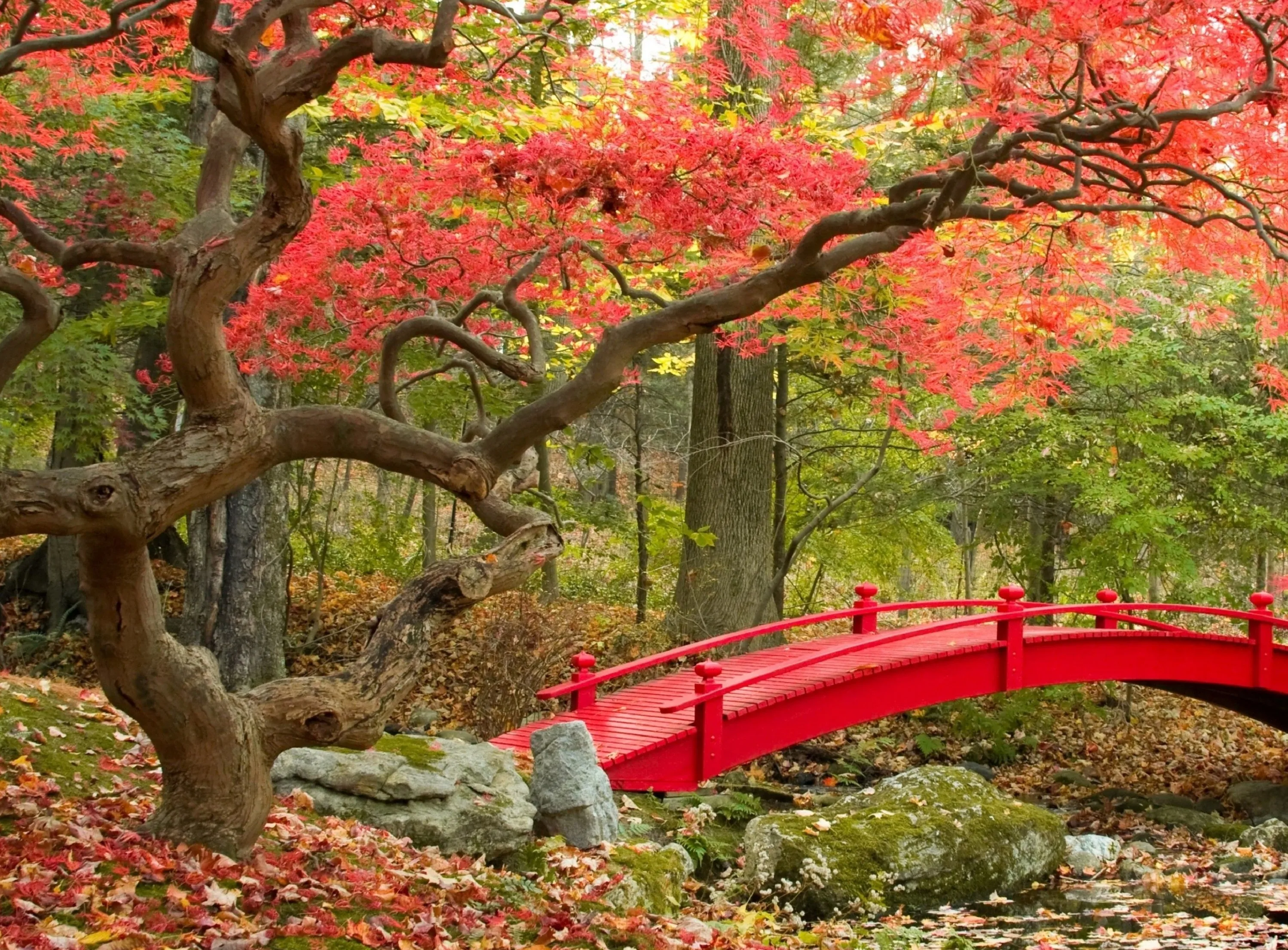 Maple Creek (385 Piece Wooden Jigsaw Puzzle)